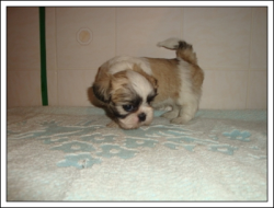 Shih tzu, encantadores machinhos disponíveis