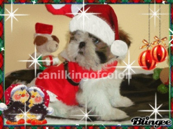 **Shih tzu Filhotes Promoção de Natal Imperdível**